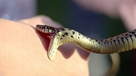 نقش آموزش و اطلاع‌رسانی در جلوگیری و مدیریت اثرات مارگزیدگی